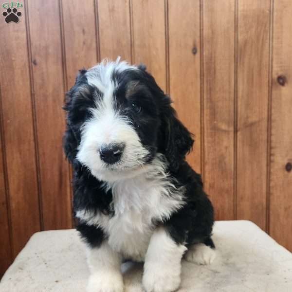 Madison, Bernedoodle Puppy